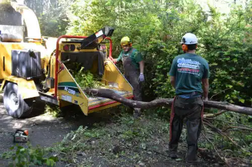 tree services Melbourne Beach